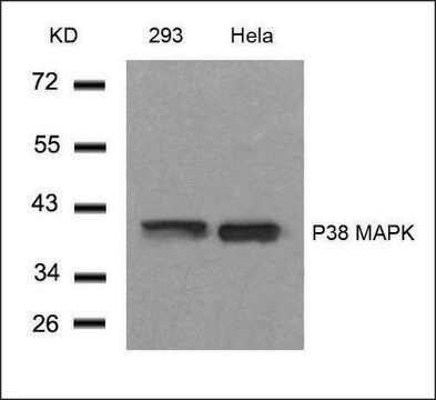 Anti-MAPK14 (Ab-182) antibody produced in rabbit affinity isolated antibody