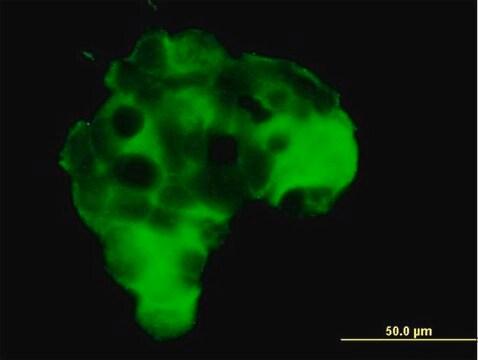 Anti-GRM2 antibody produced in mouse purified immunoglobulin, buffered aqueous solution