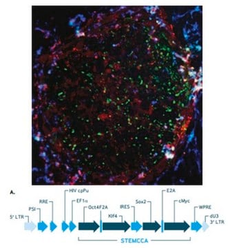 Mouse STEMCCA Cre-Excisable Constitutive Polycistronic (OKS) Lentivirus Reprogramming Kit