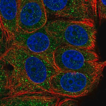 Anti-TAB2 antibody produced in rabbit Prestige Antibodies&#174; Powered by Atlas Antibodies, affinity isolated antibody