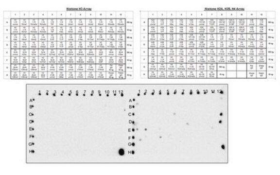 Anti-Acetyl Lysine, Pan, clone RM101 Antibody clone RM101, from rabbit, purified by affinity chromatography