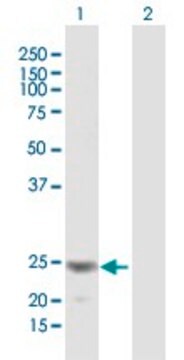 Anti-FGF18 antibody produced in mouse purified immunoglobulin, buffered aqueous solution