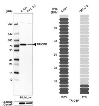 Anti-TRIOBP antibody produced in rabbit Prestige Antibodies&#174; Powered by Atlas Antibodies, affinity isolated antibody, buffered aqueous glycerol solution