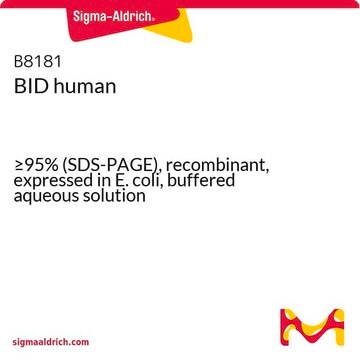 BID human &#8805;95% (SDS-PAGE), recombinant, expressed in E. coli, buffered aqueous solution