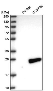 Anti-DUSP26 antibody produced in rabbit Prestige Antibodies&#174; Powered by Atlas Antibodies, affinity isolated antibody, buffered aqueous glycerol solution