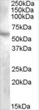 Anti-DMP1 antibody produced in goat affinity isolated antibody, buffered aqueous solution