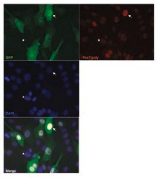 Anti-PAX7 antibody produced in rabbit affinity isolated antibody