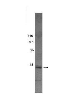 Anti-Sec61&#945; Antibody serum, Upstate&#174;