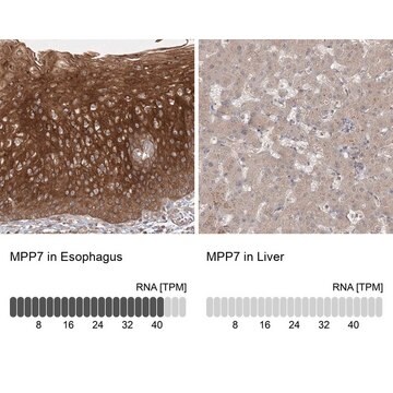 Anti-MPP7 antibody produced in rabbit Prestige Antibodies&#174; Powered by Atlas Antibodies, affinity isolated antibody, buffered aqueous glycerol solution