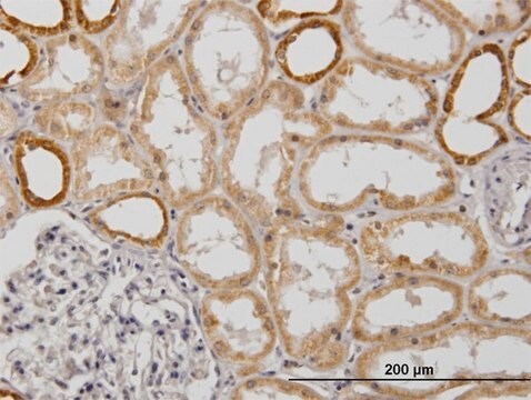 Monoclonal Anti-COX6B1 antibody produced in mouse clone 5D3, purified immunoglobulin, buffered aqueous solution