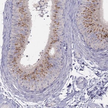 Anti-MGAT4C antibody produced in rabbit Prestige Antibodies&#174; Powered by Atlas Antibodies, affinity isolated antibody, buffered aqueous glycerol solution