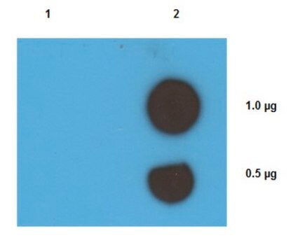 Anti-Cisplatin DNA Adducts Antibody, clone ICR4 clone 1CR4, from rat