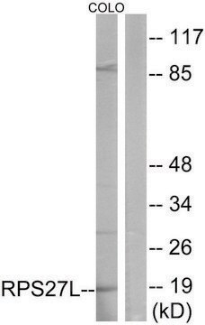 Anti-RPS27L antibody produced in rabbit affinity isolated antibody