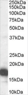 Anti-CDKN2A (Isoform 1)/P16INK4A antibody produced in goat affinity isolated antibody, buffered aqueous solution