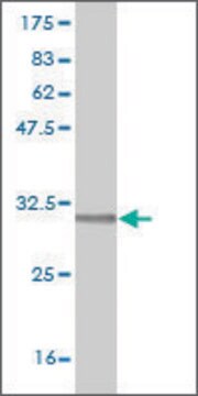 Monoclonal Anti-RCE1 antibody produced in mouse clone 6A6, purified immunoglobulin, buffered aqueous solution