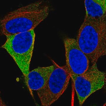 Anti-RTL1 antibody produced in rabbit Prestige Antibodies&#174; Powered by Atlas Antibodies, affinity isolated antibody