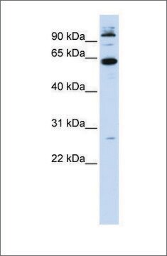 Anti-MNT antibody produced in rabbit affinity isolated antibody