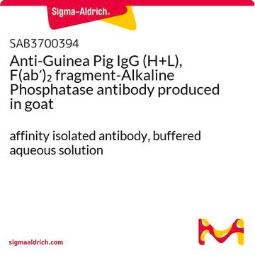 Anti-Guinea Pig IgG (H+L), F(ab&#8242;)2 fragment-Alkaline Phosphatase antibody produced in goat affinity isolated antibody, buffered aqueous solution