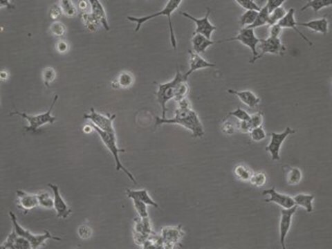 SCCOHT-1 Human Small Cell Carcinoma Ovarian Cell Line