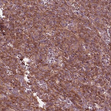 Anti-CDC42 antibody produced in rabbit Prestige Antibodies&#174; Powered by Atlas Antibodies, affinity isolated antibody