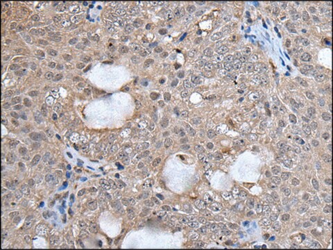 Anti-UFM1 affinity isolated antibody