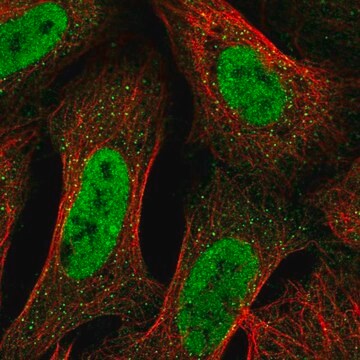 Anti-TRAK2 antibody produced in rabbit Prestige Antibodies&#174; Powered by Atlas Antibodies, affinity isolated antibody