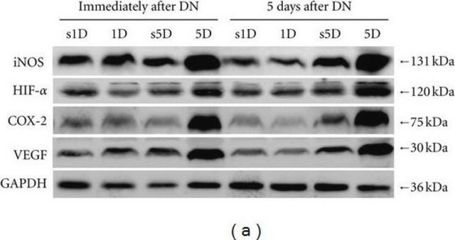 Anti-Nitric Oxide Synthase II Antibody serum, Chemicon&#174;