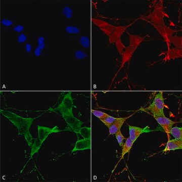 Monoclonal Anti-Lrrk2/Dardarin - Atto 594 antibody produced in mouse clone S138-6, purified immunoglobulin