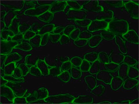 抗ラミニン-2 (&#945;-2 鎖)抗体, ラットモノクローナル clone 4H8-2, purified from hybridoma cell culture