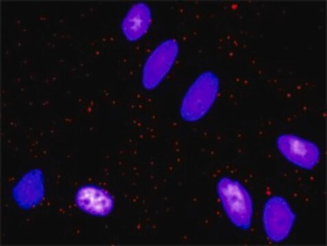 Monoclonal Anti-FOS antibody produced in mouse clone 2D11, purified immunoglobulin, buffered aqueous solution