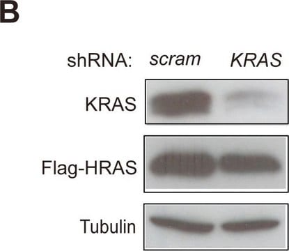 Anti-&#946;-Tubulin antibody, Mouse monoclonal clone TUB 2.1, purified from hybridoma cell culture