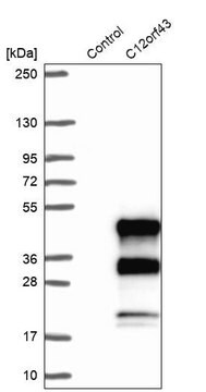 Anti-C12orf43 antibody produced in rabbit Prestige Antibodies&#174; Powered by Atlas Antibodies, affinity isolated antibody, buffered aqueous glycerol solution