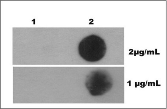 Anti-N6-methyladenosine Antibody (m6A), clone 17-3-4-1 clone 17-3-4-1, from mouse