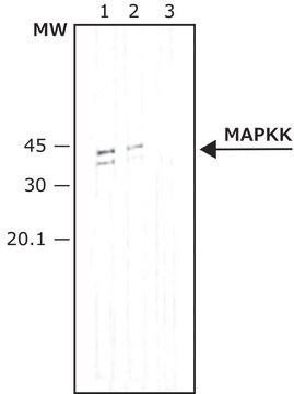 Anti-MAP Kinase Kinase (MEK, MAPKK) antibody produced in rabbit whole antiserum