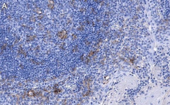 Anti-CD11c Antibody, clone 1D6 ZooMAb&#174; Rabbit Monoclonal recombinant, expressed in HEK 293 cells