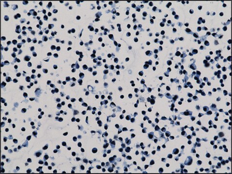 Anti-Dimethyl Histone H3 (Lys79) antibody, Rabbit monoclonal recombinant, expressed in HEK 293 cells, clone RM181, purified immunoglobulin