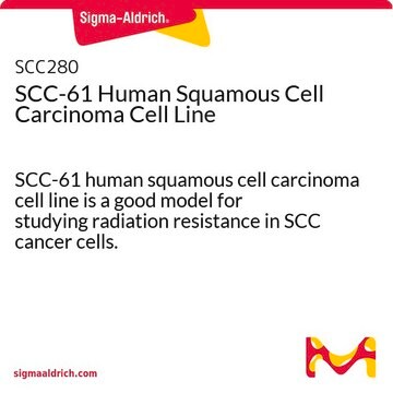 SCC-61 Human Squamous Cell Carcinoma Cell Line SCC-61 human squamous cell carcinoma cell line is a good model for studying radiation resistance in SCC cancer cells.