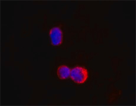 Anti-IKZF1/IKAROS antibody, Mouse monoclonal clone E1.14, purified from hybridoma cell culture