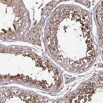 Anti-NCSTN antibody produced in rabbit Prestige Antibodies&#174; Powered by Atlas Antibodies, affinity isolated antibody, buffered aqueous glycerol solution