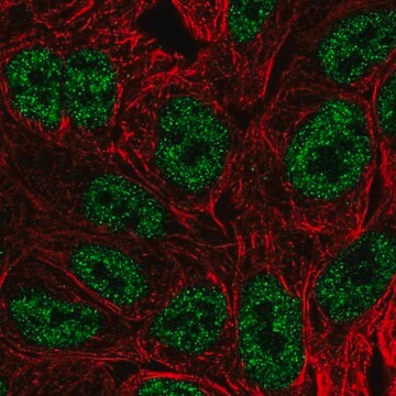 Anti-BATF antibody produced in rabbit Prestige Antibodies&#174; Powered by Atlas Antibodies, affinity isolated antibody