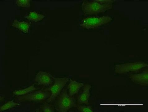 Anti-FGF13 antibody produced in rabbit purified immunoglobulin, buffered aqueous solution