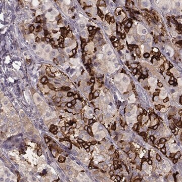 Anti-GPR50 antibody produced in rabbit Prestige Antibodies&#174; Powered by Atlas Antibodies, affinity isolated antibody