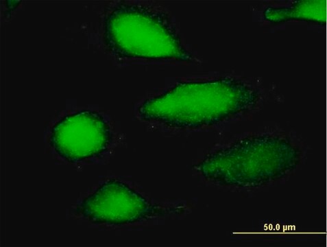 Anti-NECAB2, (C-terminal) antibody produced in mouse purified immunoglobulin, buffered aqueous solution