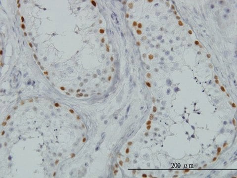 Monoclonal Anti-SALL4 antibody produced in mouse clone 6E3, purified immunoglobulin, buffered aqueous solution