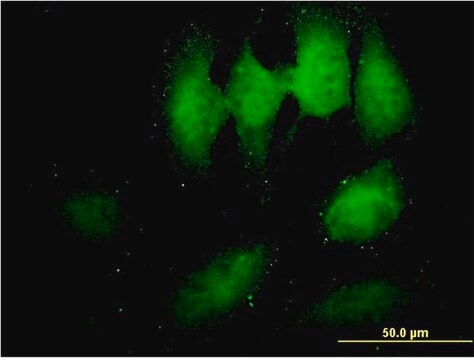 Monoclonal Anti-TOMM34 antibody produced in mouse clone 2B5, purified immunoglobulin, buffered aqueous solution