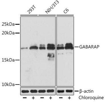 Anti-GABARAP Antibody, clone 5T6W5, Rabbit Monoclonal