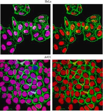 Anti-monomethyl-Histone H3 (Lys9) Antibody, Trial Size from rabbit, purified by affinity chromatography