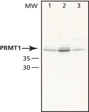 Anti-PRMT1 (TK-16) antibody produced in rabbit affinity isolated antibody, buffered aqueous solution