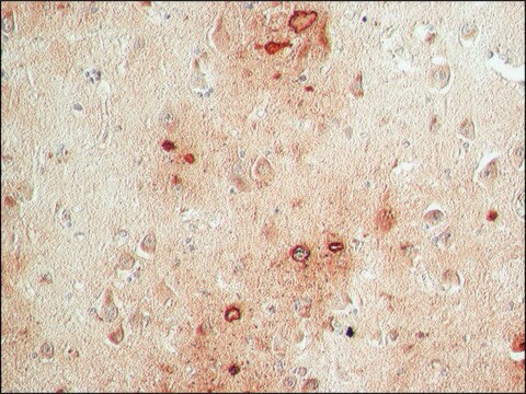 Anti-Presenilin-1 (S182) antibody produced in rabbit IgG fraction of antiserum, buffered aqueous solution