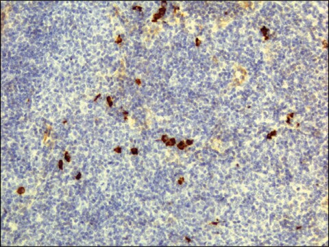 Anti-Human IgD antibody, Rabbit monoclonal recombinant, expressed in HEK 293 cells, clone RM123, purified immunoglobulin